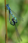 Enallagma cyathigerum