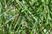 Orthetrum cancellatum