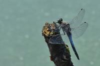 Orthetrum cancellatum