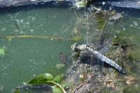 Orthetrum cancellatum