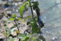 Orthetrum cancellatum
