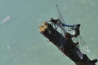Orthetrum cancellatum