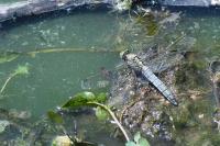 Orthetrum cancellatum