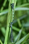 Coenagrion mercuriale