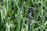Libellula fulva