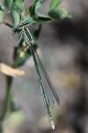 Platycnemis pennipes