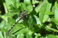 Onychogomphus forcipatus