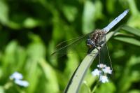 Orthetrum coerulescens