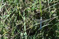 Anax imperator