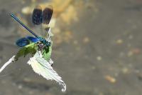 Calopteryx splendens
