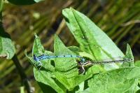 Coenagrion puella