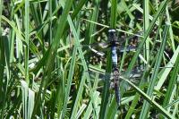 Libellula fulva