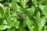 Onychogomphus forcipatus