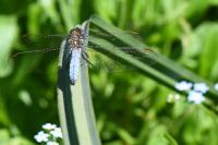Orthetrum coerulescens