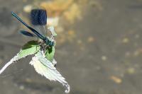 Calopteryx splendens