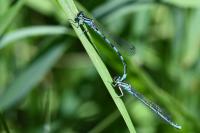 Coenagrion mercuriale