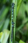Coenagrion mercuriale
