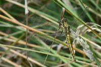 Orthetrum cancellatum