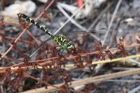 Onychogomphus forcipatus