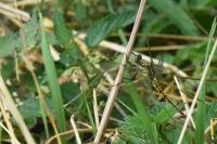 Orthetrum cancellatum