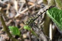 Onychogomphus forcipatus