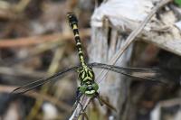 Onychogomphus forcipatus