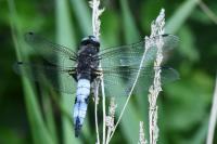 Libellula fulva