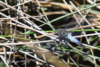 Orthetrum cancellatum