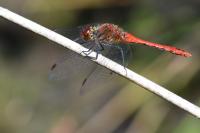 Sympetrum sanguineum
