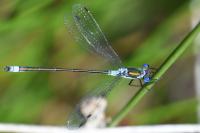 Lestes sponsa