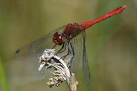 Sympetrum sanguineum