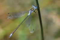 Lestes sponsa