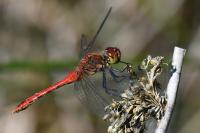 Sympetrum sanguineum