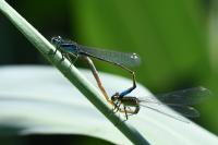 Ischnura elegans