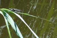 Orthetrum cancellatum