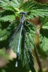 Platycnemis pennipes