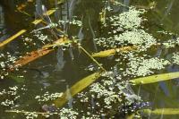 Anax imperator