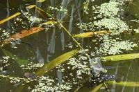 Anax imperator