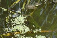 Anax imperator