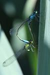 Ischnura elegans