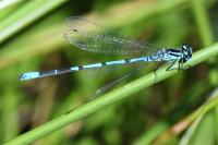 Coenagrion puella