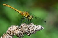 Sympetrum sanguineum