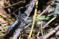 Orthetrum cancellatum