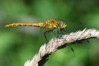 Sympetrum sanguineum