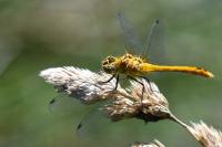Sympetrum sanguineum
