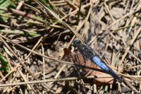 Orthetrum cancellatum