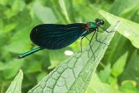 Calopteryx virgo