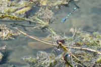 Enallagma cyathigerum