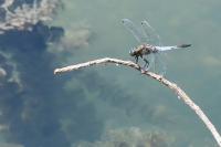 Orthetrum cancellatum