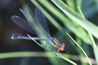 Erythromma najas